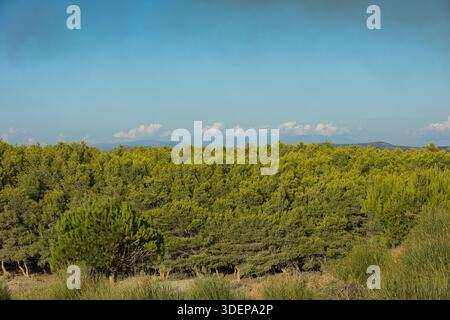 Un'ampia vista panoramica vicino a Valona, Albania, catturata il 25 agosto 2025. La fitta pineta verde si estende in primo piano Foto Stock