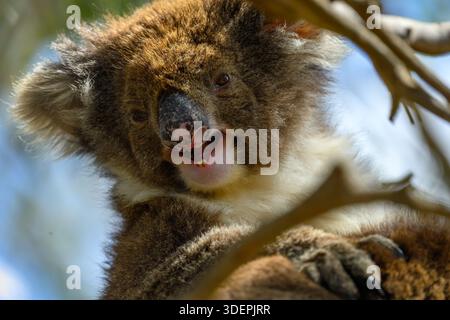 Un koala (Phascolarctos cinereus) sbadigliando seduto su un albero sull'Isola dei Canguri nell'Australia meridionale. Foto Stock