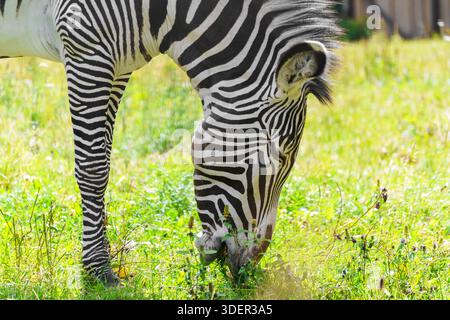 Zebra pascola nel prato. Animale selvatico in natura. Foto Stock