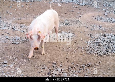 Maiale nella fattoria. L'animale domestico è un maiale giovane. Foto Stock