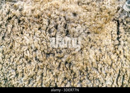 Lana di pecora. Pile d'oro - pelliccia di pecora. Foto Stock