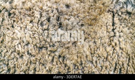 Lana di pecora. Pile d'oro - pelliccia di pecora. Foto Stock