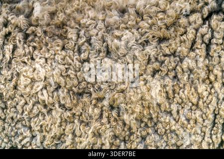 Lana di pecora. Pile d'oro - pelliccia di pecora. Foto Stock