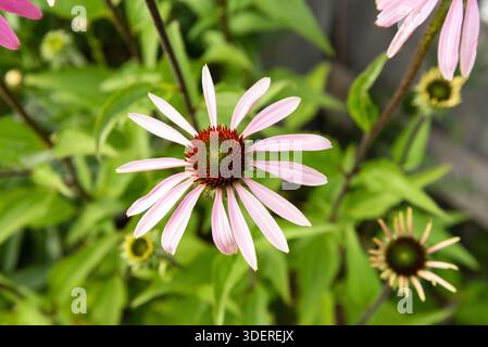Fiori rosa estivi di margherite Shasta Foto Stock
