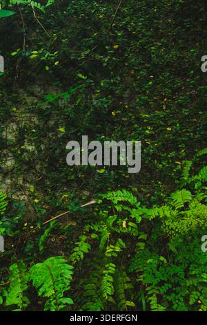 Un primo piano verticale ad alto contrasto di una parete densamente ricoperta da piccole foglie di fico verde scuro striscianti, con una base a contrasto di verde grande e vivace Foto Stock