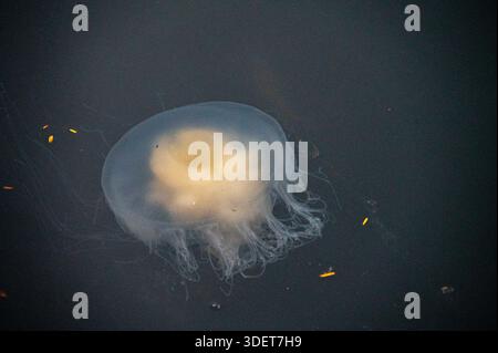 Vista orizzontale di una medusa di tuorlo d'uovo (Phacellophora camtschatica) alla deriva nelle acque ricche di nutrienti di Haida Gwaii, Canada, nel settembre 2025. Foto Stock