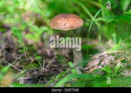 Un elegante fungo marrone si erge graziosamente in una vibrante erba verde, che mostra una natura di incredibile bellezza Foto Stock