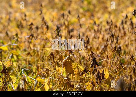 baccelli di soia maturi con bordi marroni e steli arricciati, texture dettagliata e foglie asciutte visibili, prospettiva macro che evidenzia la struttura delle baccelle Foto Stock