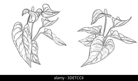 Fiore di Antorio con foglie, schizzo in bianco e nero. Illustrazione vettoriale. Foglie di alberi tropicali, sagomate su sfondo bianco. wi-fi lussureggiante Illustrazione Vettoriale