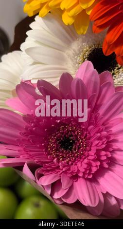 Vivace bouquet rosa Gerbera a margherita a Valencia Foto Stock