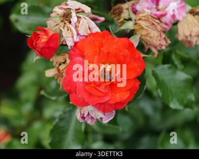 Carpentiere che raccoglie il nettare su una rosa arancione brillante. Primo piano con sfondo floreale sfocato. Copyspace. Foto Stock