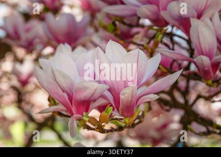 Albero di Magnolia, Bad Cannstatt, Stoccarda, Baden-Württemberg Germania Foto Stock