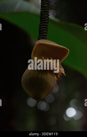 Primo piano il fiore tropicale della pianta di banana Foto Stock