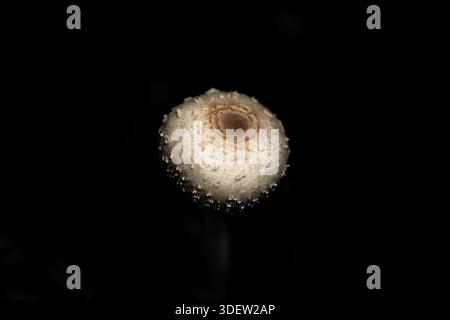 Foto macro di un singolo tappo a fungo bianco isolato su nero. Foto Stock