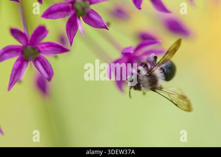 Api, api selvatiche, api minerarie grigie, Andrena cineraria Foto Stock