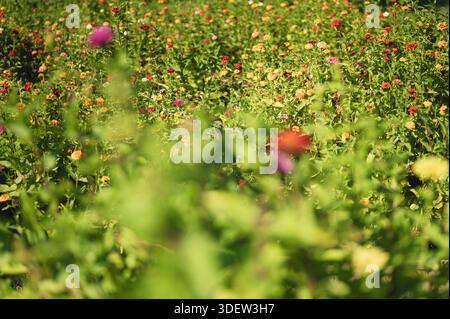 Vivace giardino fiorito cosmo in piena fioritura sotto la luce del sole nel Midwest Foto Stock