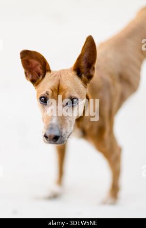 Primo piano Ritratto di Basenji Mix sul Patio a San Diego Foto Stock