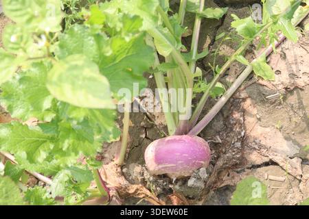 Le rape nell'azienda agricola per il raccolto sono colture di cassa. hanno notevoli effetti nutrizionali, bioattivi, glucosinolati, antitumorali e antinfiammatori Foto Stock