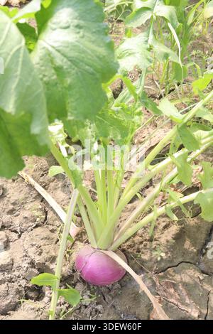 Le rape nell'azienda agricola per il raccolto sono colture di cassa. hanno notevoli effetti nutrizionali, bioattivi, glucosinolati, antitumorali e antinfiammatori Foto Stock