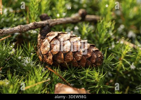 Primo piano del cono di un larice europeo (Larix decidua) sul muschio verde della signora (Polytrichum commune) nella foresta, con resti di scongelamento della neve, Germa Foto Stock