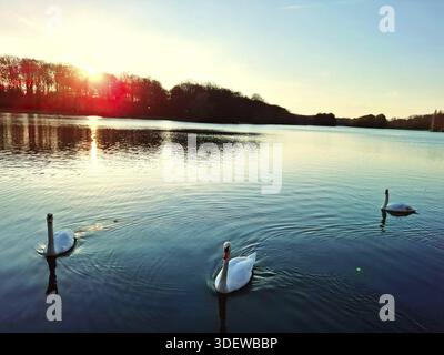 Tre cigni nuotano al tramonto su un lago calmo che riflette il sole della sera Foto Stock