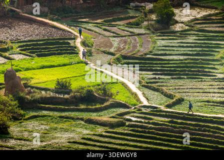 La gente del posto cammina tra le rigogliose e verdi risaie, che sono intricate terrazze e formano uno splendido paesaggio agricolo proprio nel centro di Fianarantsoa. Questa immagine mostra l'importanza dell'agricoltura del riso per il popolo malgascio e l'uso intelligente del terreno negli altopiani per l'agricoltura. Fianarantsoa, Madagascar. Foto Stock