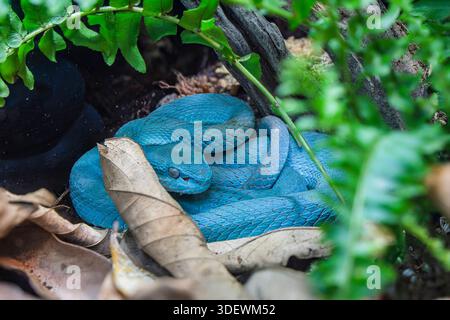 La sonda a labbra bianche viper (Trimeresurus insularis) è una specie velenosa di vipera che si trova nella parte orientale di Giava e nelle piccole Isole della sonda, Indonesia. Foto Stock