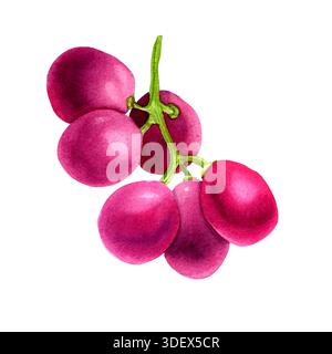 Grappoli di uva rossa isolati su sfondo bianco. Acquerello botanico tratto da uve lilla. Illustrazione di frutta viola. Frutti di bosco per vino, succo, Foto Stock