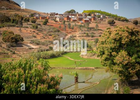 Due donne malgasce sono impegnate al lavoro, catturate a metà attività in una rigogliosa e verde risaia sotto il loro villaggio tradizionale sulla strada tra Ambalavao e Nomoly, Madagascar. Questa immagine mette in evidenza la natura ad alta intensità di lavoro dell'agricoltura del riso, la linfa vitale delle comunità rurali degli altopiani malgasci. Il loro lavoro nelle risaie terrazzate è una scena per antonomasia della vita quotidiana e del sostentamento in questa regione fertile. Da Ambalavao a Nomoly Road, Madagascar. Foto Stock