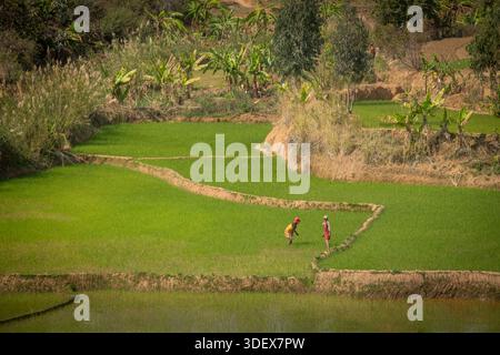 Due donne malgasce sono duramente al lavoro, catturate a metà attività in una rigogliosa e verde risaia sulla strada panoramica tra Ambalavao e Nomoly, Madagascar. Questa immagine mette in evidenza la natura ad alta intensità di lavoro dell'agricoltura del riso, la linfa vitale delle comunità rurali degli altopiani malgasci. Il loro lavoro nelle risaie terrazzate è una scena per antonomasia della vita quotidiana e del sostentamento in questa regione fertile. Da Ambalavao a Nomoly Road, Madagascar. Foto Stock