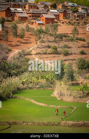 Due donne malgasce sono duramente al lavoro, catturate a metà attività in una rigogliosa e verde risaia sulla strada panoramica tra Ambalavao e Nomoly, Madagascar. Questa immagine mette in evidenza la natura ad alta intensità di lavoro dell'agricoltura del riso, la linfa vitale delle comunità rurali degli altopiani malgasci. Il loro lavoro nelle risaie terrazzate è una scena per antonomasia della vita quotidiana e del sostentamento in questa regione fertile. Da Ambalavao a Nomoly Road, Madagascar. Foto Stock