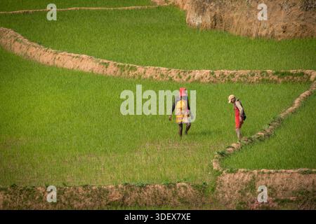 Due donne malgasce sono duramente al lavoro, catturate a metà attività in una rigogliosa e verde risaia sulla strada panoramica tra Ambalavao e Nomoly, Madagascar. Questa immagine mette in evidenza la natura ad alta intensità di lavoro dell'agricoltura del riso, la linfa vitale delle comunità rurali degli altopiani malgasci. Il loro lavoro nelle risaie terrazzate è una scena per antonomasia della vita quotidiana e del sostentamento in questa regione fertile. Da Ambalavao a Nomoly Road, Madagascar. Foto Stock