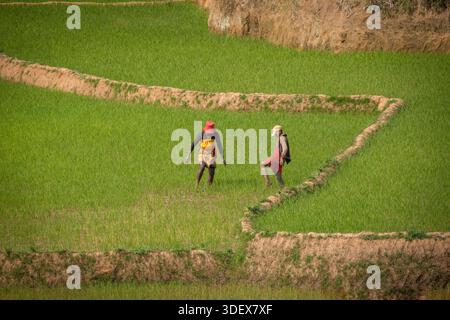 Due donne malgasce sono duramente al lavoro, catturate a metà attività in una rigogliosa e verde risaia sulla strada panoramica tra Ambalavao e Nomoly, Madagascar. Questa immagine mette in evidenza la natura ad alta intensità di lavoro dell'agricoltura del riso, la linfa vitale delle comunità rurali degli altopiani malgasci. Il loro lavoro nelle risaie terrazzate è una scena per antonomasia della vita quotidiana e del sostentamento in questa regione fertile. Da Ambalavao a Nomoly Road, Madagascar. Foto Stock