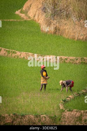 Due donne malgasce sono duramente al lavoro, catturate a metà attività in una rigogliosa e verde risaia sulla strada panoramica tra Ambalavao e Nomoly, Madagascar. Questa immagine mette in evidenza la natura ad alta intensità di lavoro dell'agricoltura del riso, la linfa vitale delle comunità rurali degli altopiani malgasci. Il loro lavoro nelle risaie terrazzate è una scena per antonomasia della vita quotidiana e del sostentamento in questa regione fertile. Da Ambalavao a Nomoly Road, Madagascar. Foto Stock