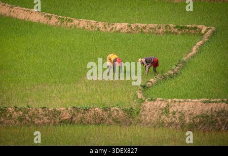 Due donne malgasce sono duramente al lavoro, catturate a metà attività in una rigogliosa e verde risaia sulla strada panoramica tra Ambalavao e Nomoly, Madagascar. Questa immagine mette in evidenza la natura ad alta intensità di lavoro dell'agricoltura del riso, la linfa vitale delle comunità rurali degli altopiani malgasci. Il loro lavoro nelle risaie terrazzate è una scena per antonomasia della vita quotidiana e del sostentamento in questa regione fertile. Da Ambalavao a Nomoly Road, Madagascar. Foto Stock