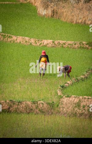 Due donne malgasce sono duramente al lavoro, catturate a metà attività in una rigogliosa e verde risaia sulla strada panoramica tra Ambalavao e Nomoly, Madagascar. Questa immagine mette in evidenza la natura ad alta intensità di lavoro dell'agricoltura del riso, la linfa vitale delle comunità rurali degli altopiani malgasci. Il loro lavoro nelle risaie terrazzate è una scena per antonomasia della vita quotidiana e del sostentamento in questa regione fertile. Da Ambalavao a Nomoly Road, Madagascar. Foto Stock
