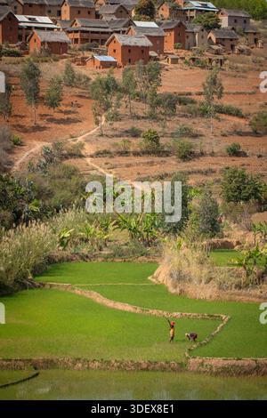 Due donne malgasce sono impegnate al lavoro, catturate a metà attività in una rigogliosa e verde risaia sotto il loro villaggio tradizionale sulla strada tra Ambalavao e Nomoly, Madagascar. Questa immagine mette in evidenza la natura ad alta intensità di lavoro dell'agricoltura del riso, la linfa vitale delle comunità rurali degli altopiani malgasci. Il loro lavoro nelle risaie terrazzate è una scena per antonomasia della vita quotidiana e del sostentamento in questa regione fertile. Da Ambalavao a Nomoly Road, Madagascar. Foto Stock