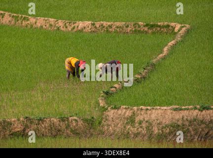 Due donne malgasce sono duramente al lavoro, catturate a metà attività in una rigogliosa e verde risaia sulla strada panoramica tra Ambalavao e Nomoly, Madagascar. Questa immagine mette in evidenza la natura ad alta intensità di lavoro dell'agricoltura del riso, la linfa vitale delle comunità rurali degli altopiani malgasci. Il loro lavoro nelle risaie terrazzate è una scena per antonomasia della vita quotidiana e del sostentamento in questa regione fertile. Da Ambalavao a Nomoly Road, Madagascar. Foto Stock