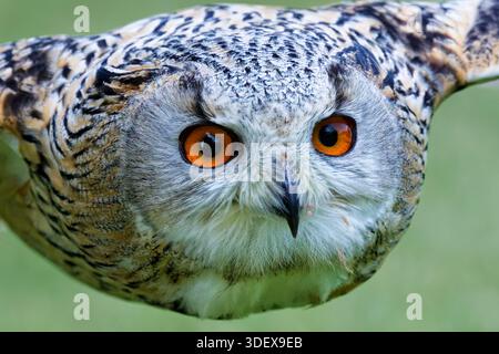 Il gufo eurasiatico (bubo bubo) non è originario dell'Inghilterra. Questo fotografato in un centro faunistico nell'Hampshire Foto Stock