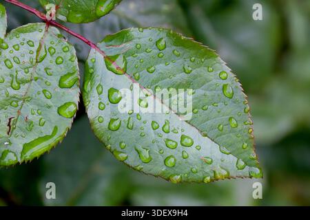 Una foglia di rosa dopo la pioggia in giardino. Goccioline d'acqua su una foglia verde. Foto Stock