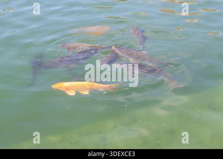 Pesce dorato in piscina Foto Stock