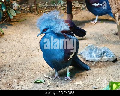 Victoria incoronò il piccione con il piumaggio blu e lo stemma di lacy in uno zoo, Goura victoria Foto Stock