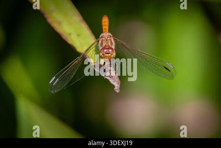Comune Femmina Darter Libellula Foto Stock