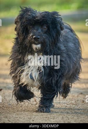 Bichon cane maltese che cammina nel parco. Fotografia urbana Foto Stock