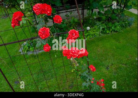 Rosa splendidi fiori che si arrampicano sul recinto verde del giardino. Foto Stock