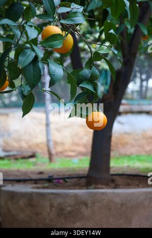 Primo piano di un mandarino maturo che cresce in un cortile, perfetto per i temi del cibo biologico, del raccolto e della sostenibilità Foto Stock