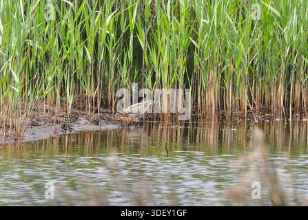 Il piccolo Bittern 'Ixobrychus minutus' è un giovanile nelle canne di uno stagno nella riserva naturale del basso Moro sull'isola di St Marys. Isole se Scilly. Cor Foto Stock