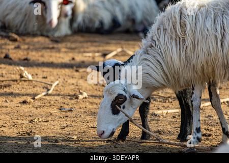 Vista di una pecora con faccia bianca e nera che nibba su un ramoscello, con un agnello accanto, in piedi sulla terra asciutta sotto la calda luce del sole, Chania, Chania, Gr Foto Stock