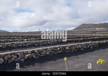 Vitigni che crescono nel suolo vulcanico dell'isola di Lanzarote Foto Stock