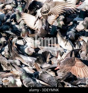 Un grande stormo di piccioni che si nutrono su una piazza della città, creando un movimento dinamico e una scena di fauna selvatica urbana affollata alla luce del giorno. Foto Stock